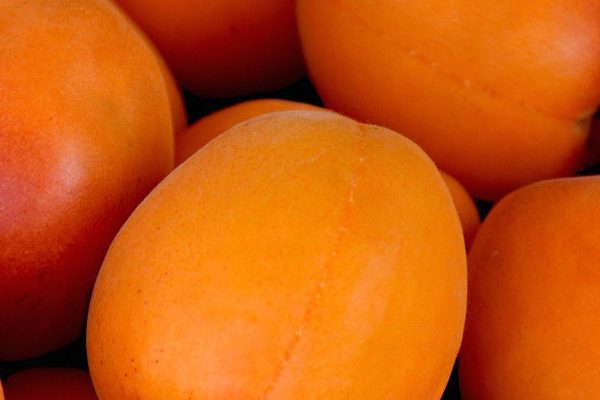 apricots